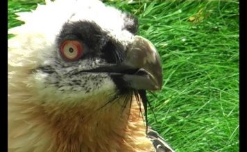 The Bearded Vulture – the bone-breaker PROMO
