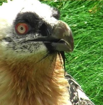 The Bearded Vulture – the bone-breaker PROMO