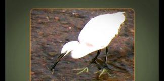 The Egret Has Landed