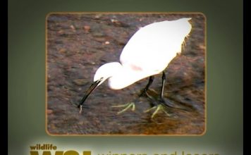 The Egret Has Landed