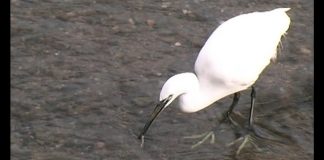 The Egret Has Landed – PROMO