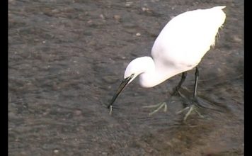 The Egret Has Landed – PROMO