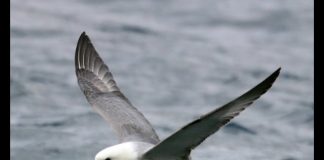 Fulmar – The Flying Dustbin PROMO