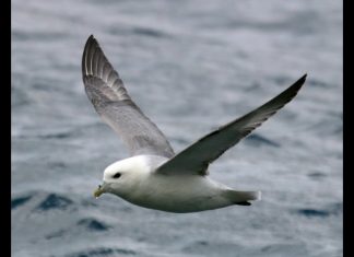 Fulmar – The Flying Dustbin PROMO