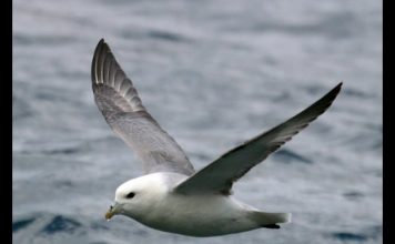 Fulmar – The Flying Dustbin PROMO