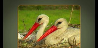 The Storks of Dalyan Part 1