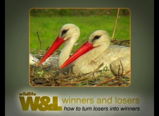 The Storks of Dalyan Part 1