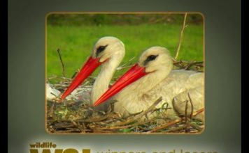 The Storks of Dalyan Part 2