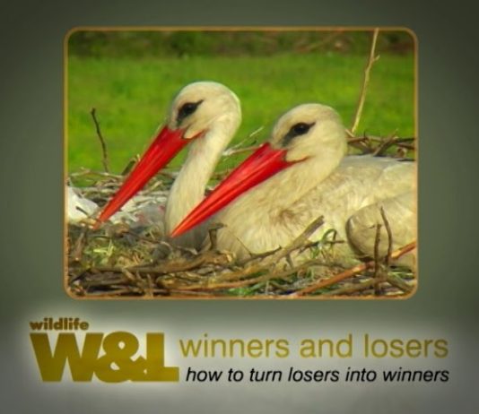 The Storks of Dalyan Part 2