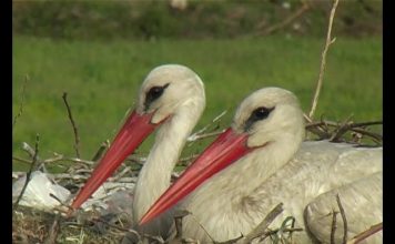 The Storks of Dalyan PROMO