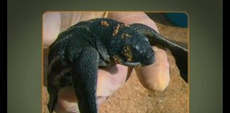 The World of Turtles Part 2