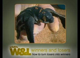 The World of Turtles Part 2