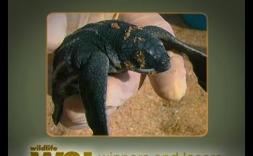 The World of Turtles Part 2