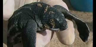 The World Of Turtles PROMO