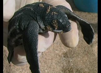 The World Of Turtles PROMO