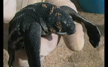 The World Of Turtles PROMO