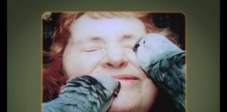 The Worlds Rarest Bird – A Parrot