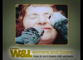 The Worlds Rarest Bird – A Parrot