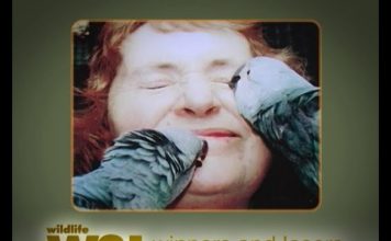 The Worlds Rarest Bird – A Parrot