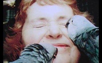 The Worlds Rarest Bird – A Parrot – PROMO