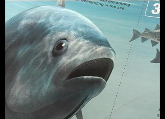 Tuna Tragedy PROMO