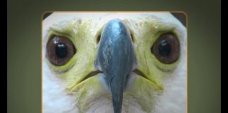 Kenya’s Birds of Prey