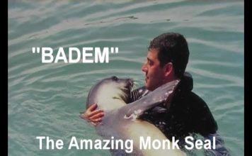 Turkey’s Treasures – Film 2 – BADEM – The Amazing Monk Seal