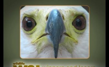 Kenya’s Birds of Prey