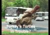Turkey’s Treasures – Film 4 – Turkey’s Turtles In Trouble