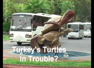 Turkey’s Treasures – Film 4 – Turkey’s Turtles In Trouble
