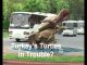 Turkey’s Treasures – Film 4 – Turkey’s Turtles In Trouble