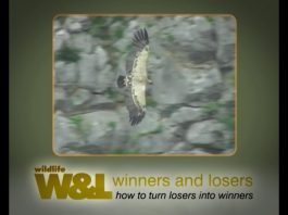 Vultures – Cleaners from the Skies Part 1