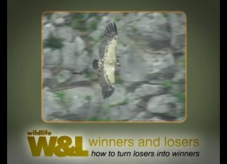 Vultures – Cleaners from the Skies Part 1