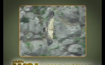 Vultures – Cleaners from the Skies Part 1