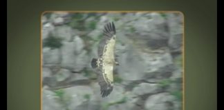 Vultures – Cleaners from the Skies Part 2