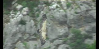 Vultures – Cleaners from the Skies PROMO