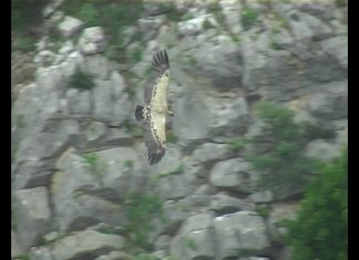 Vultures – Cleaners from the Skies PROMO