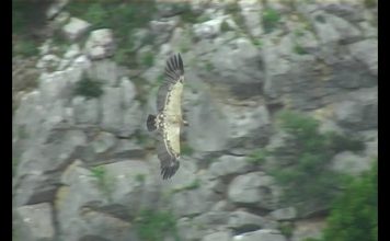 Vultures – Cleaners from the Skies PROMO