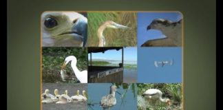 Who’s The Best Fisherman? – PART 1