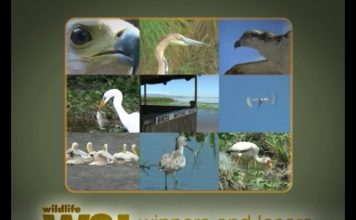 Who’s The Best Fisherman? – PART 1