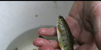 Salmon King of Fish – PROMO