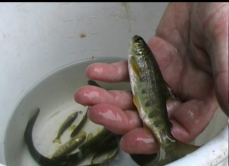 Salmon King of Fish – PROMO