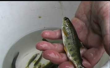 Salmon King of Fish – PROMO