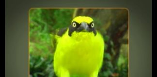 School in the Bush – The Wonderful World of Weaver Birds