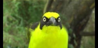 School in the Bush – The Wonderful World of Weaver Birds – PROMO