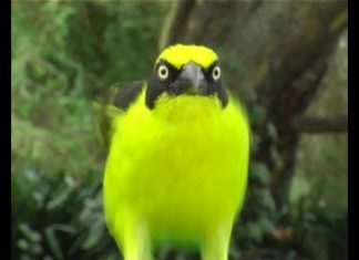 School in the Bush – The Wonderful World of Weaver Birds – PROMO