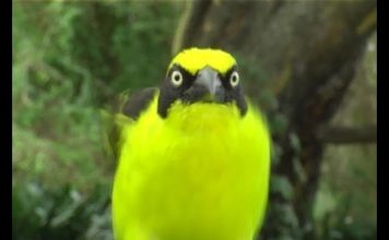 School in the Bush – The Wonderful World of Weaver Birds – PROMO