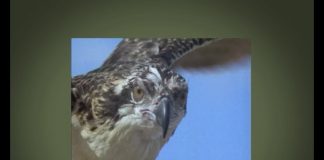 Sugar Not So Sweet or “Killer Sugar”