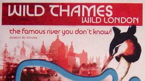 Wild Thames – Wild London: the famous river that you don’t know!