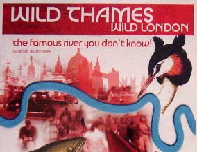 Wild Thames – Wild London: the famous river that you don’t know!